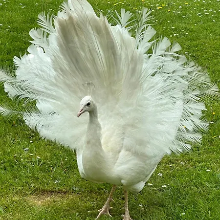 Domaine De La Charmille Проживание в семье *