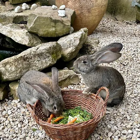 Проживание в семье Domaine De La Charmille *